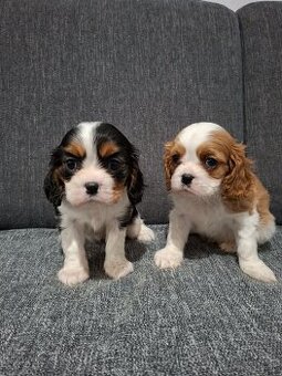 Cavalier kavalier king charles spaniel