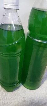 fytoplanktón nannochloropsis salina