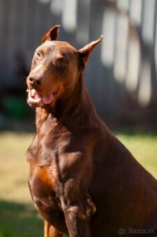 Doberman