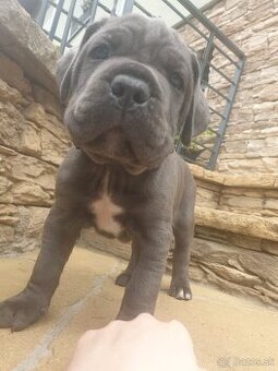 Cane corso psík