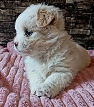 Šteniatka🥰 Maltezak
