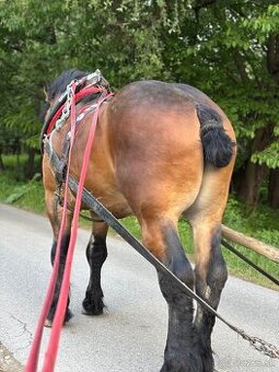 Predam žrebca