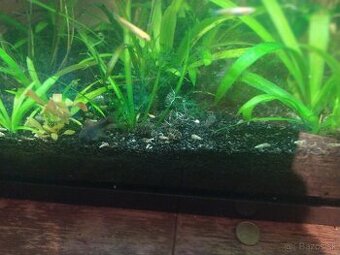 Akvarijne rastliny