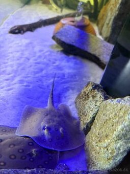 Raja potamotrygon motoro