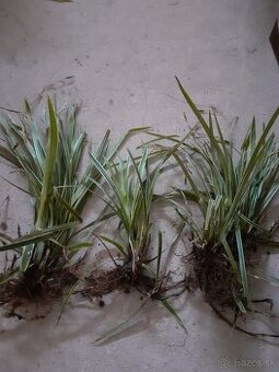 Carex okrasná tráva