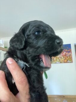 Labradoodle