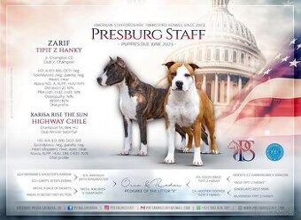 Americký Stafordshirsky terriér