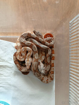 Predam Boa Constrictor