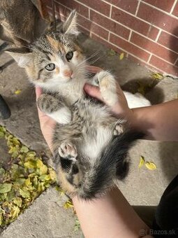 DARUJEM MAČIČKY AJ KOCÚRIKOV DO DOBRÝCH RÚK