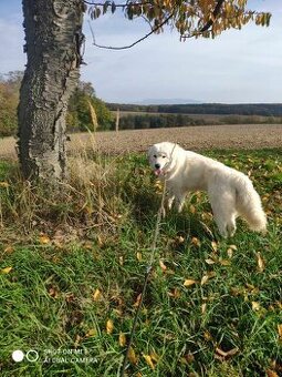 Krytie slovenský čuvač