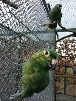 Amazoňan pomúčený