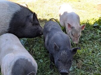 gottingenske mini prasiatka prasa prasce gotingen sviňa svin