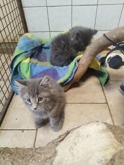 Mainska mývalia mačka