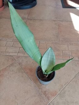 Svokrin jazyk Moonshine 1ks/6€