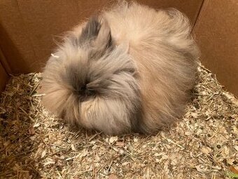 Zakrslý kralik, zakrslý zajačik