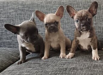 Francúzsky buldoček