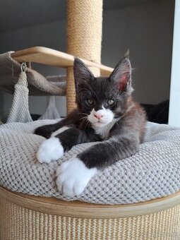 Mainska myvalia s PP