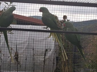 Prepelice, Neofema, Alexander, Korely, Andulky, Rozela