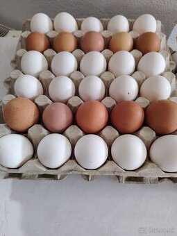 Predám domáce vajička