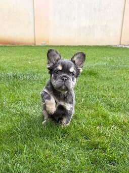 Francuzsky buldoček blue tan fluffy pes