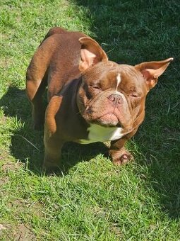American bully nano psik aj fenka