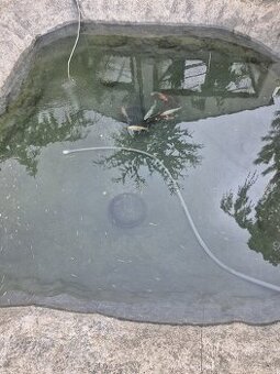 KOI KAPRE A KARASY