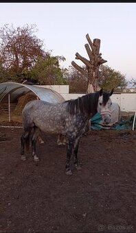 Športová pony kobylka