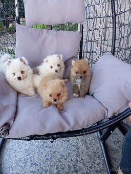 pomeranian pomerian