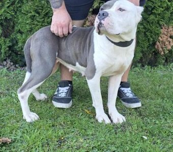 American Bully