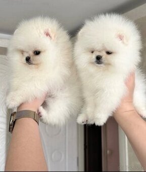 K dispozícii sú krásne šteniatka pomeraniana.