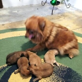 Nemecký trpaslíči špic