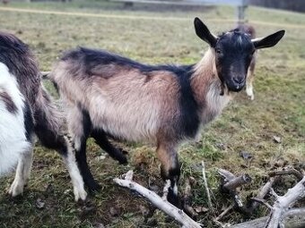 na predaj bezrohý cap do chovu - 1