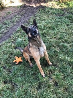 Belgický ovčiak Malinois (KRYTIE)