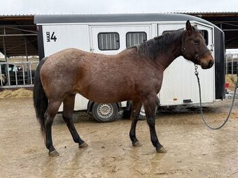 Kobyla Quarter horse
