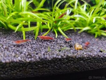 Krevetky neocaridina Red cherry