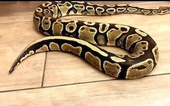Python regius