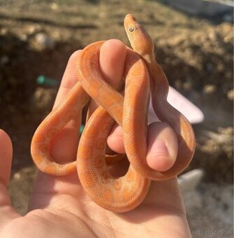 Epicrates cenchria cenchria 1.1 caramel