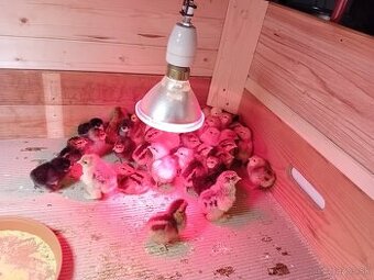 Kuriatka vlaška jarabičia, araucana