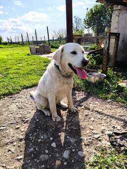 Darujem kríženca labradora