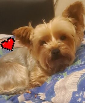 Yokshir terier 🐶