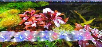 Rastliny do akvária, gupky, krevetky mix(Neocaridina)