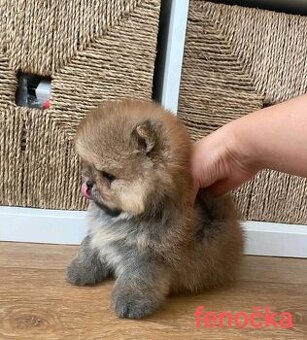 Pomeranian