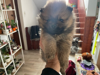 Pomeranian - Nemecky trpasliči špic - šteniatka