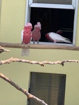 Kakadu ružový lutino