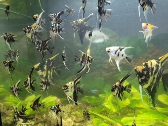 Skaláre a akvárium