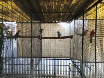 Alexander malý dospelá samica