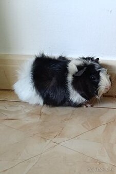 Morčatá ,Morča,Morské prasiatka