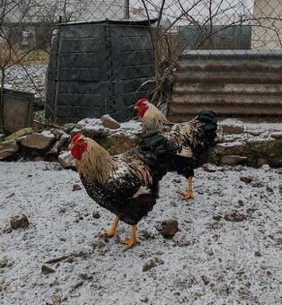 Kohúty Wiandotky striebornej čierno lemovanej