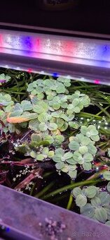 Pistia stratiotes, plávajúca rastlina