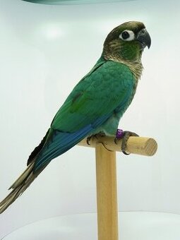 Predam Pyrura zelenolica - tyrkys opalin